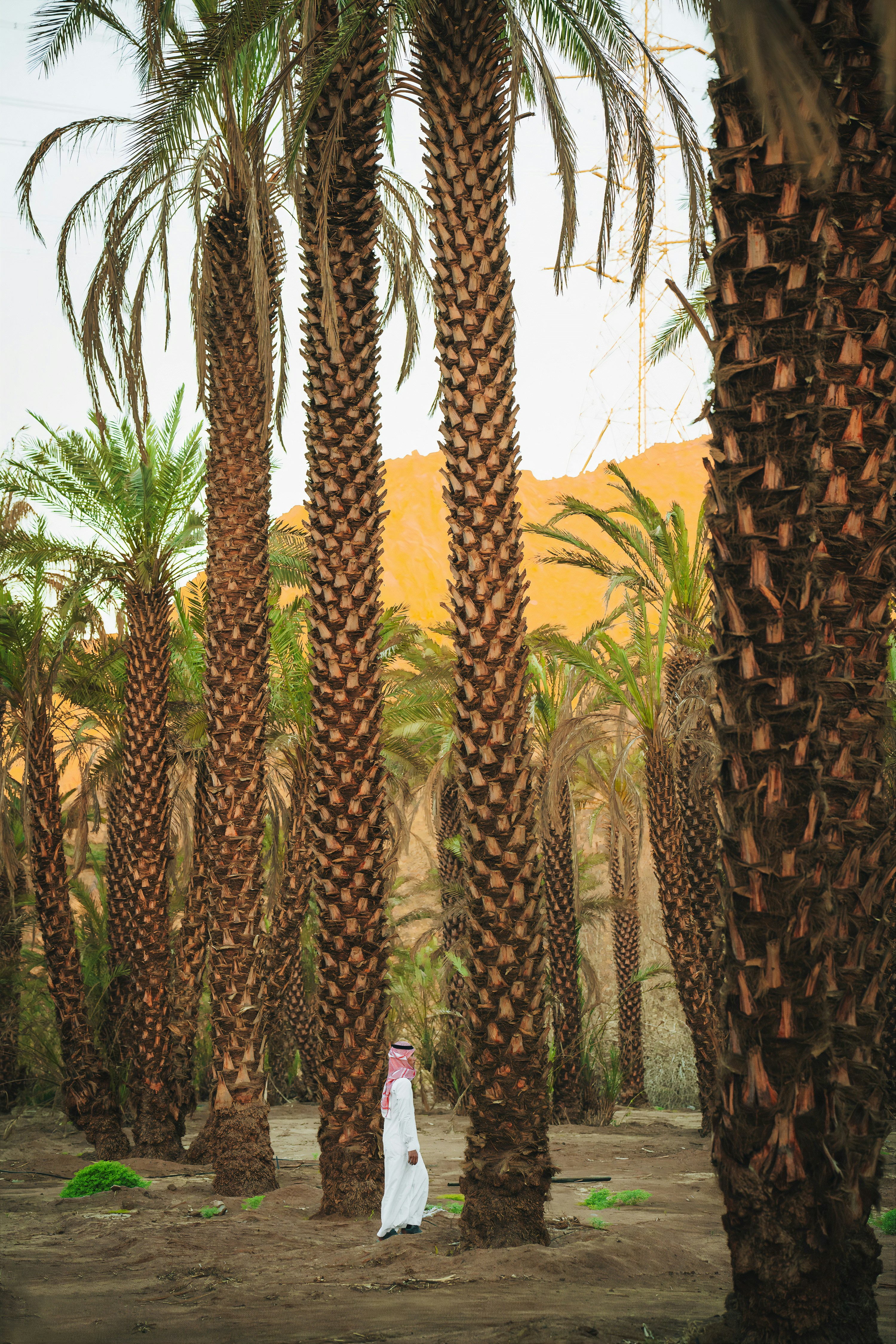 Palmeras en el desierto de Arabia Saudí